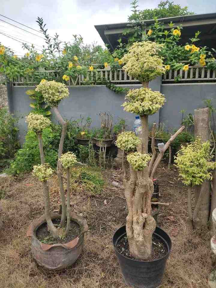 Bonsai Kimeng